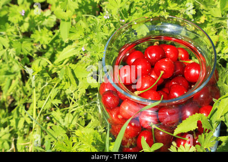 Ciliegie dolci in un barattolo di vetro su sfondo di erba Foto Stock