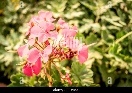 Giglio di canna o canna lily, chiamato anche Indian shot africana di radici di arrow-root, viola la Sierra Leone arrow-root, una fioritura delle piante è solo genere in Cannaceae fam Foto Stock