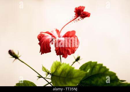 Uno Chaba fiore (Hibiscus rosa-sinensis) cinese di rosa, di colore rosso, con foglie verdi che fiorisce in luce del sole di mattina in background isolato. Con copy sp Foto Stock