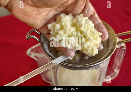 Il Kefir è filtrato: close-up di immagine mentre il cucchiaio si muove i granuli che li separa dal latte fermentato. Una parte dei granuli è messo sulla mano che Foto Stock