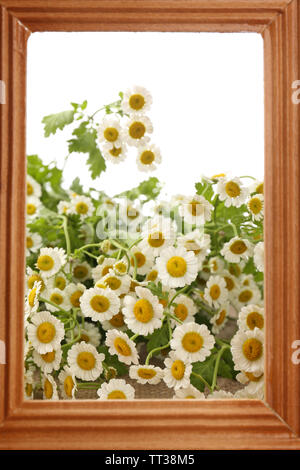 Fiori Selvatici in cornice di legno, close up Foto Stock