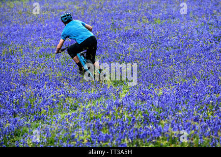 Un uomo corse in mountain bike in velocità attraverso un campo di bluebells vicino a Abergavenny in Galles, Regno Unito. Foto Stock