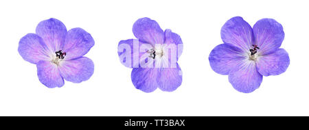 Set di geranium pratense fiori isolati su bianco Foto Stock