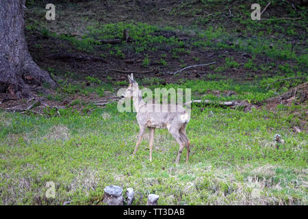 Un roebuck yearling in cambio di casacca Foto Stock