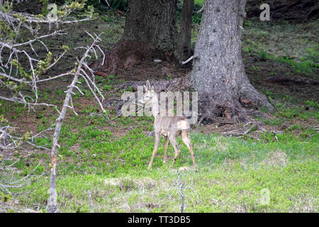 Un roebuck yearling in cambio di casacca Foto Stock