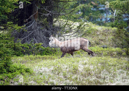 Un adulto di sesso femminile di camoscio in cambio di casacca in estate sulle montagne Foto Stock