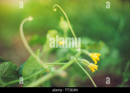 Fioritura arbusto di cetriolo in giardino, fiori di colore giallo Foto Stock