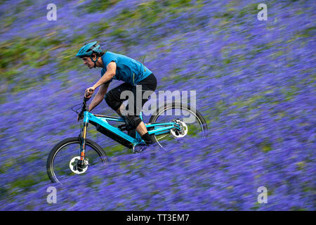 Un uomo che cavalca un electric mountain bike in velocità attraverso un campo di bluebells vicino a Abergavenny in Galles, Regno Unito. Foto Stock