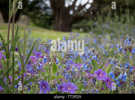 Letto di fiori di gerani con un albero in background a clyne giardini, Swansea, Wales, Regno Unito. Foto Stock