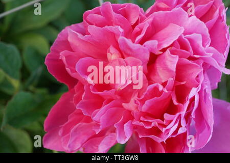 Rosa peonia fiore in un giardino botanico completamente blossemed Foto Stock