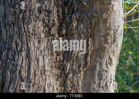 Una chiusura di una foresta in gomma rossa (eucalipto Tereticornis) albero a Hallidays Point (testa nera spiaggia) sulla metà nord costa del NSW, Australia Foto Stock