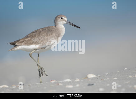 Willet (Tringa semipalmata) permanente sulla spiaggia in Florida, Stati Uniti d'America Foto Stock