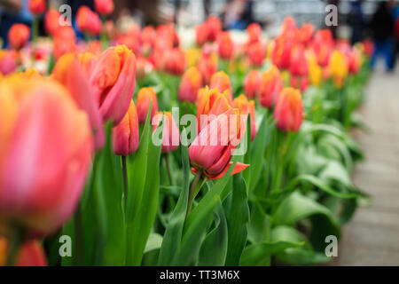 Tulip Park Keukenhof Lisse, Paesi Bassi Foto Stock