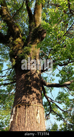 Albero sacro in giapponese sacrario scintoista chiamato yorishiro. Corde chiamato shimenawa decorate con carta streamers chiamati shide che circonda il suo tronco. Foto Stock