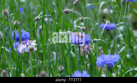 Un'ape nettare di raccolta tra un campo pieno con fioritura cornflowers blu. Foto Stock