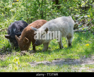 Ungherese maiali mangalica mangiare nell'erba. Foto Stock