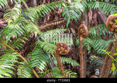 La felce nella foresta pluviale, Isola del nord, Nuova Zelanda. Close-up. Foto Stock