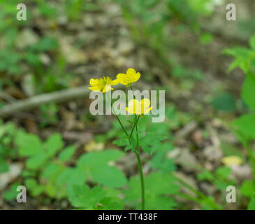I fiori gialli di Buttercup (ranunculus). Messa a fuoco selettiva. Foto Stock