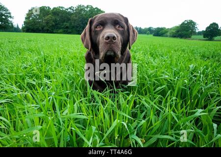 Il Labrador cioccolato in un campo Foto Stock