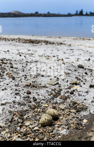 Mare uova di uccello sul terreno nidificano nel sale naturale appartamenti, di Manresa e Las Amoladeras spiaggia di Cabo de Palos, La Manga, Murcia, Spagna Foto Stock