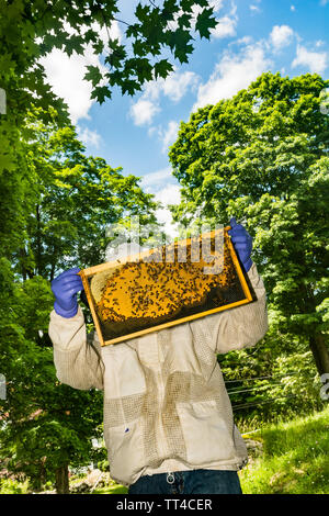 Un apicoltore alla ricerca di segni di un miele delle api regina dopo uno sciame. Foto Stock