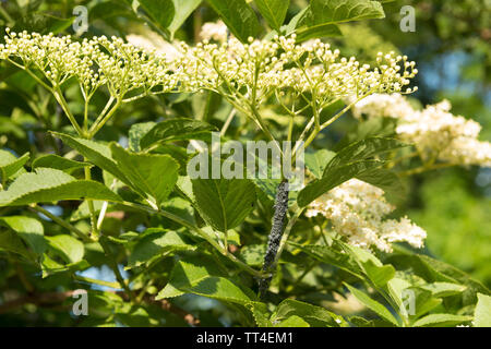 Afide nero rivestito punta dello stelo per le teste dei fiori di sambuco, aspirando sap da gara il tessuto, un parassita che può diffondersi in tutto il giardino, Sambucus nigra Foto Stock