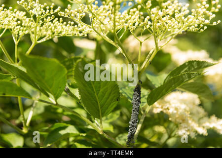 Afide nero rivestito punta dello stelo per le teste dei fiori di sambuco, aspirando sap da gara il tessuto, un parassita che può diffondersi in tutto il giardino, Sambucus nigra Foto Stock