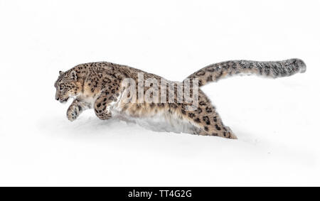 Snow Leopard è un grande cat da catene montuose del Centro e del sud Asia nelle zone alpine ad altitudini di 10.000 a 15.000 piedi. Foto Stock
