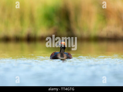 Collo Nero svasso sull'acqua. Sfondo di vegetazione. Foto Stock