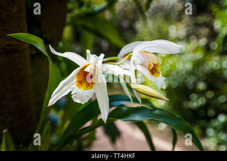 Coelogyne Palazzo w Micholitz Grez fiore nel tropico Montane House presso il Royal Botanic Garden, Edimburgo, Scozia. Foto Stock