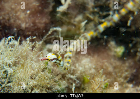 Network pipefish nei fondali bassi mentre lo snorkeling a Huahine Isola, Polinesia Francese Foto Stock