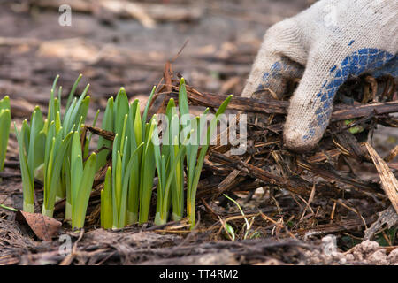 Mani in guanti rimuovendo il vecchio erba e foglie dall'aiuola di fiori nel giardino Foto Stock