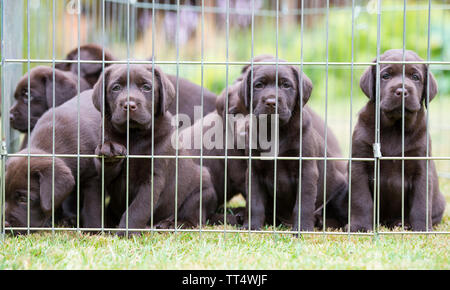 Il cioccolato Labrador cuccioli Foto Stock