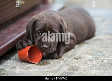 Il cioccolato Labrador cuccioli Foto Stock