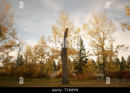 Bowness Park, durante l'ultimo giorno della caduta di Calgary, Alberta, Canada Foto Stock