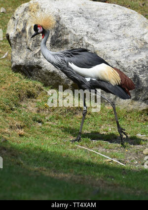 East African Crowned Crane a piedi nella parte anteriore di un masso. Foto Stock