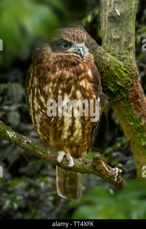 Australian boobook / boobook meridionale (Ninox boobook) gufo specie indigene in Australia, Nuova Guinea, Timor orientale e le isole di Sunda Foto Stock