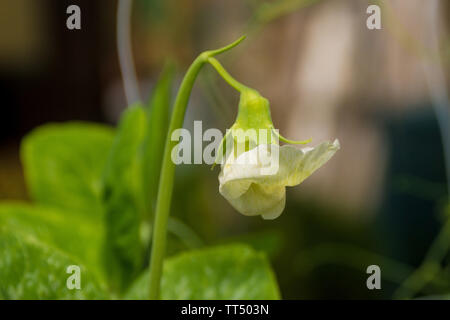 Fiori su un telefono alto il segnale di PEA pianta rampicante che cresce in nord est Italia Foto Stock