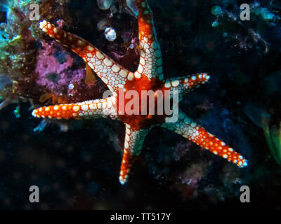 Un mare di menta piperita Star (Fromia monilis) Foto Stock