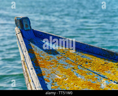 Prua di una vecchia barca a spiovente con licheni (Xanthoria parietina) luminoso e vibrante di arancione e giallo nella luce solare (close-up, vista laterale superiore, horizont Foto Stock