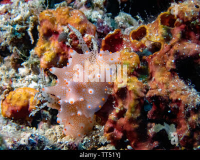 In prossimità di una Halgerda batangas nudibranch Foto Stock