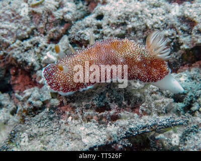 Una chiusura di un Goniobranchus reticulatus nudibranch Foto Stock