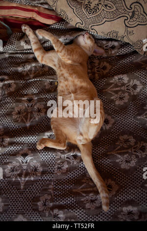 Un ginger Tom cat giace sulla sua schiena rivelando tutto mentre dorme nella metà del giorno di calore. Foto Stock