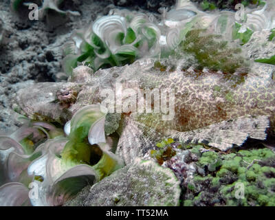 Un De Beaufort's (Flathead Cymbacephalus beauforti) Foto Stock