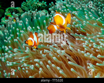 Il Comune o False Clownfish (Amphiprion ocellaris) in un anemone in El Nido, Palawan Foto Stock