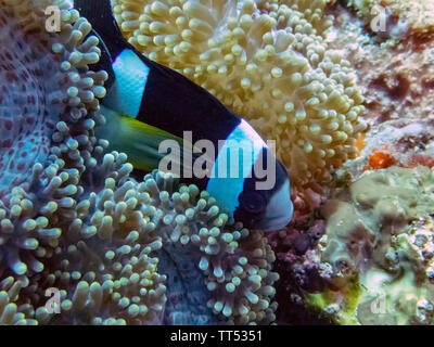 Un Clark (Anemonefish Amphiprion clarkii) Foto Stock
