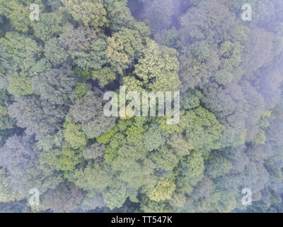 Le cime degli alberi. Drone foto. La vista dall'alto. Foto Stock