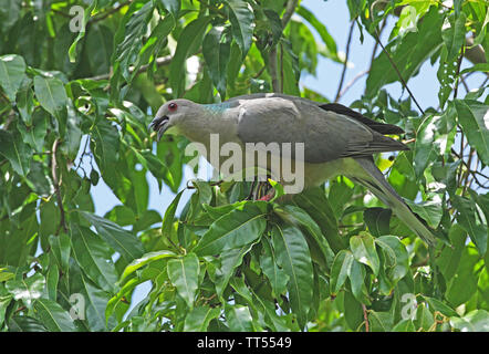 Anello-tailed Pigeon (Patagioenas caribaea) adulto alimentazione su albero fruttifero (Giamaicano endemiche) Port Antonio, Giamaica Aprile Foto Stock