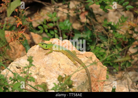 Balkan ramarro, Lacerta trilineata, Creta in Grecia Foto Stock