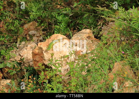 Balkan ramarro, Lacerta trilineata, Creta in Grecia Foto Stock